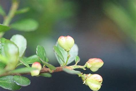 小葉牛港刺